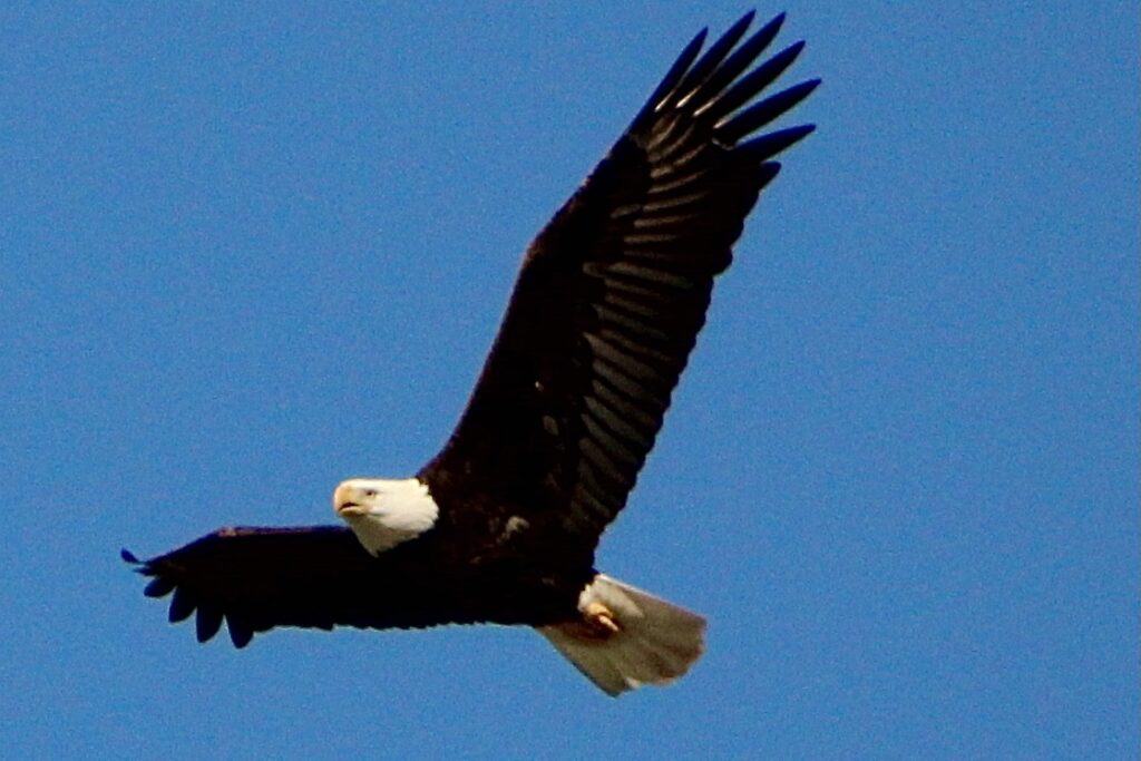 Dollywood’s Eagle Mountain Sanctuary