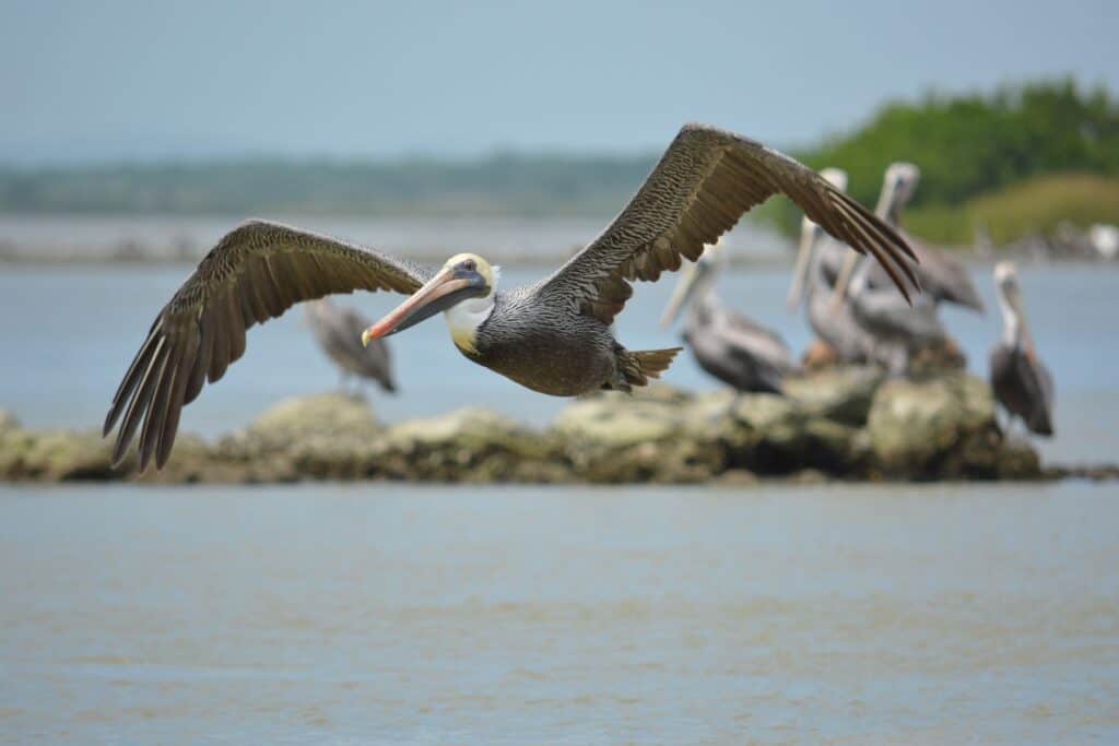 Birds of the Gulf Coast