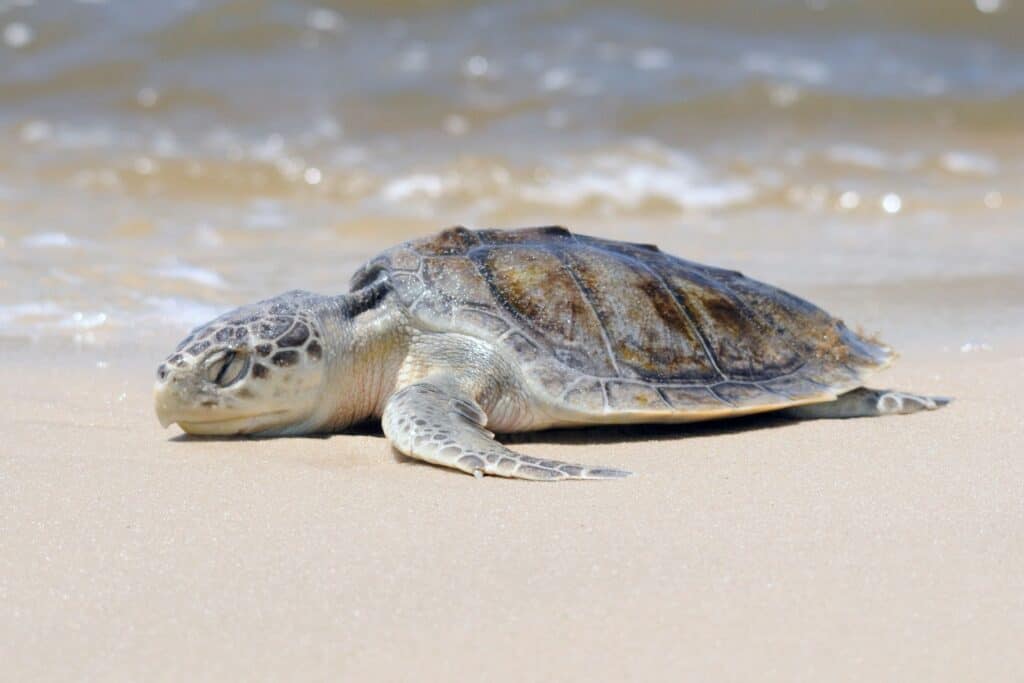 Sea turtle release