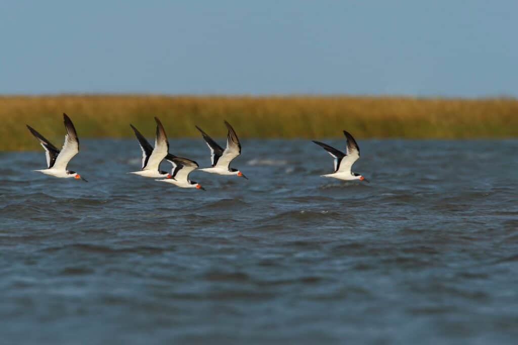 Bolivar Peninsula